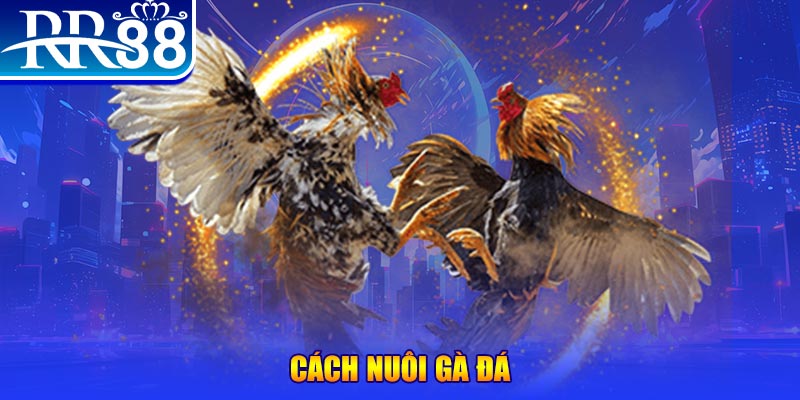 vs388 Ws168 Đá Gà